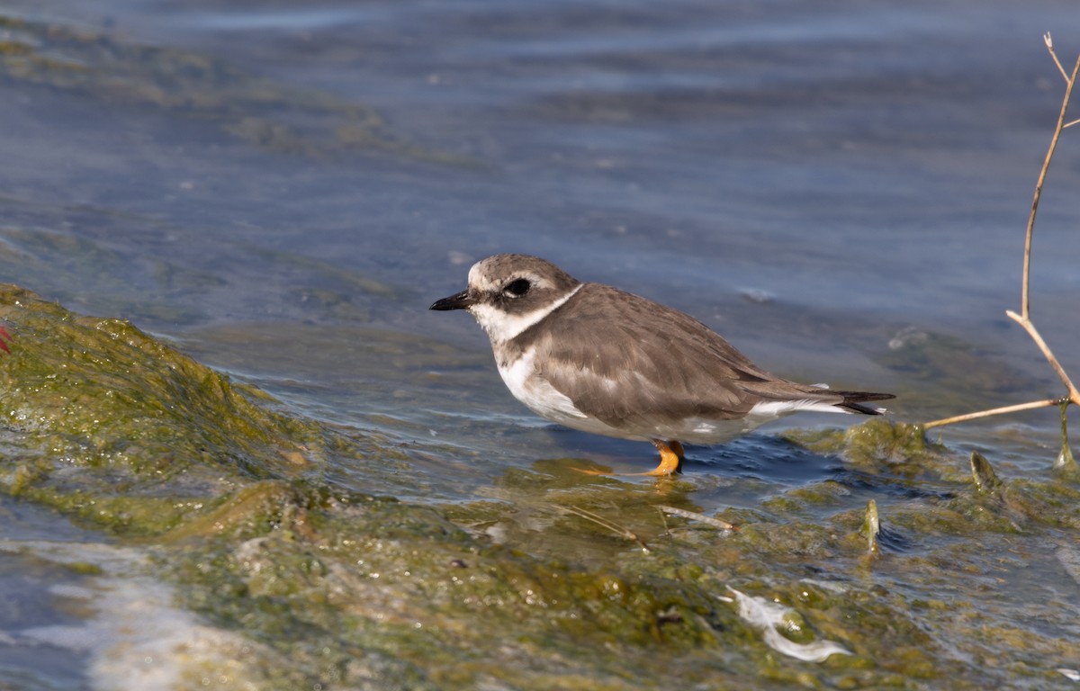 Пісочник великий - ML645491344