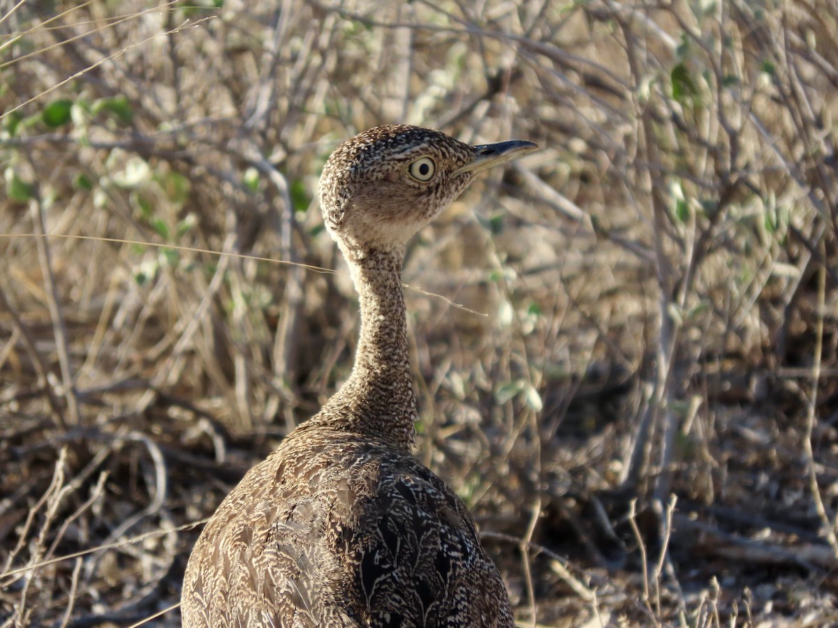 bruntopptrappe - ML645491345