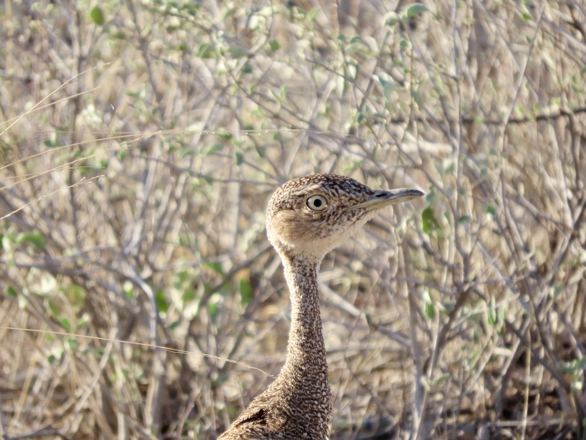 bruntopptrappe - ML645491346