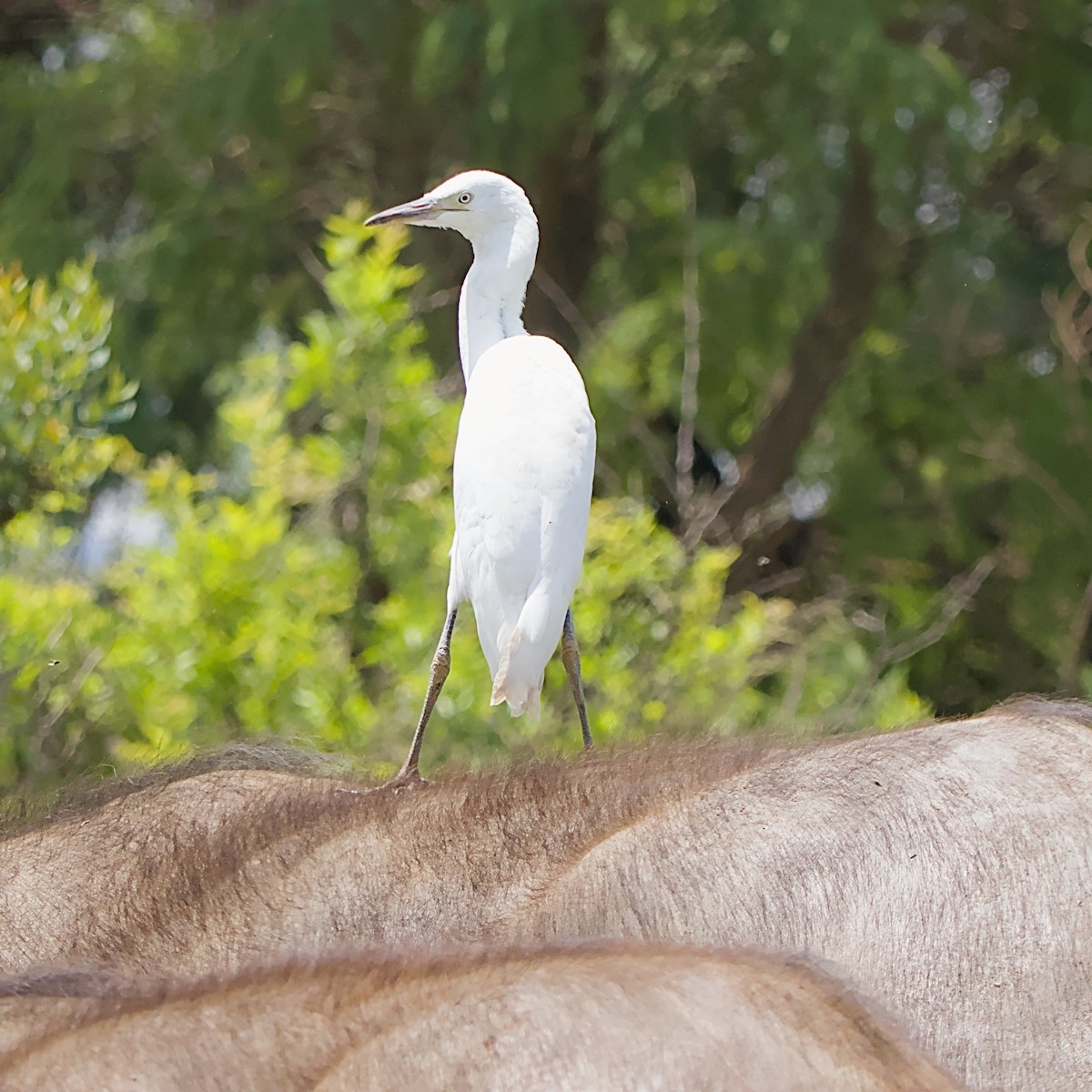 Чепура мала - ML645491347