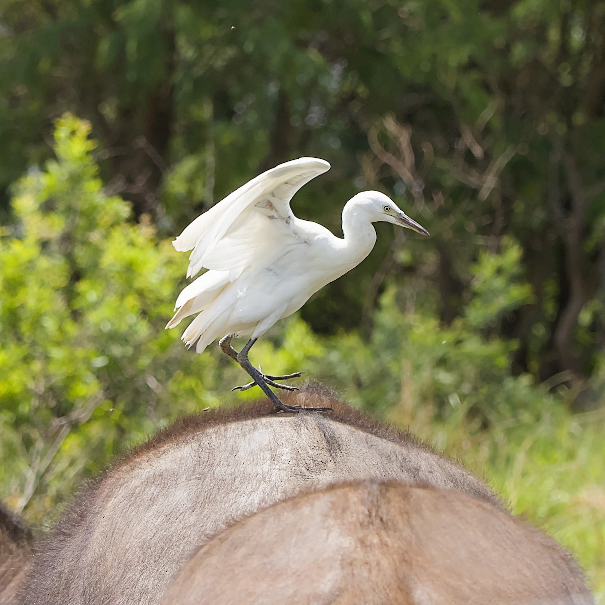 Little Egret - ML645491348