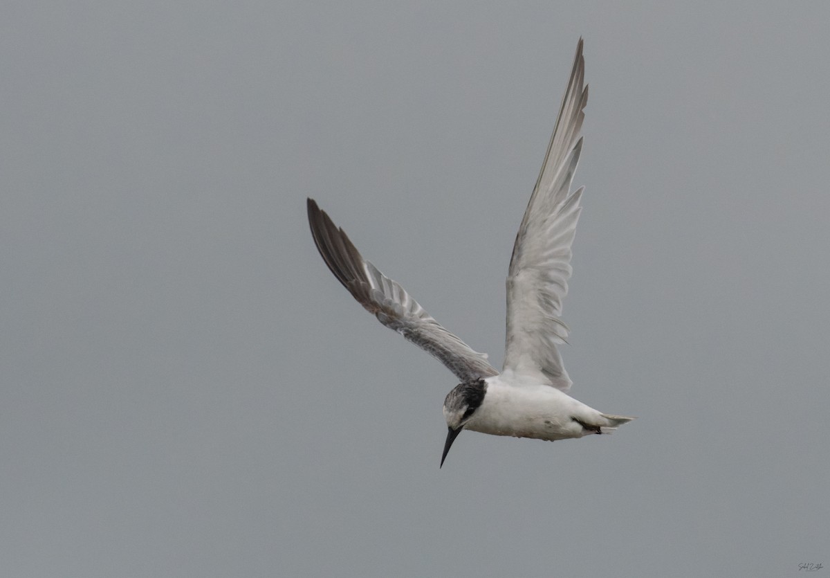 Little Tern - ML645491350