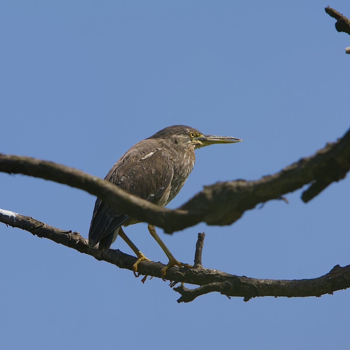 Чапля мангрова мала - ML645491355