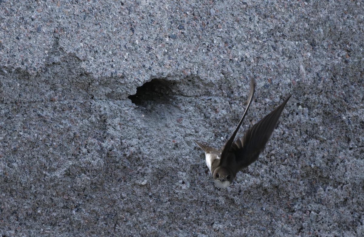 Bank Swallow - ML645491359