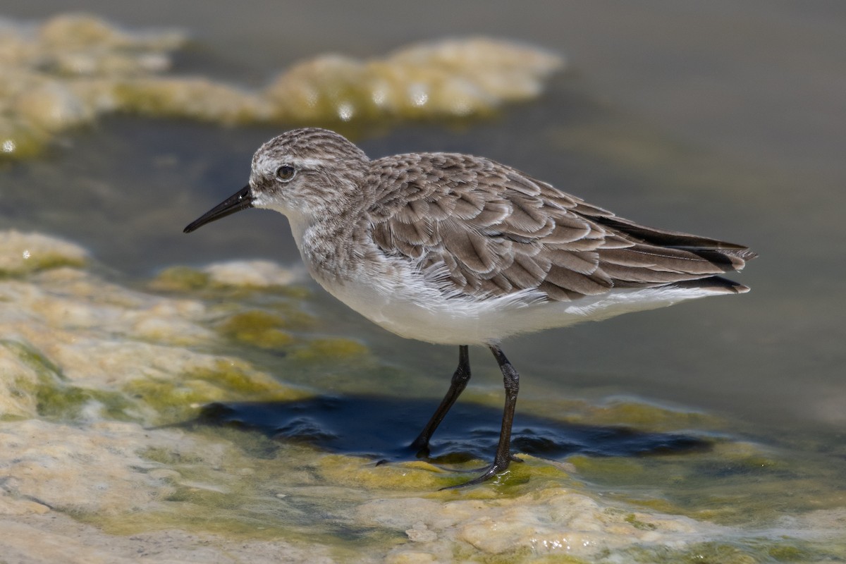 Küçük Kumkuşu - ML645491360