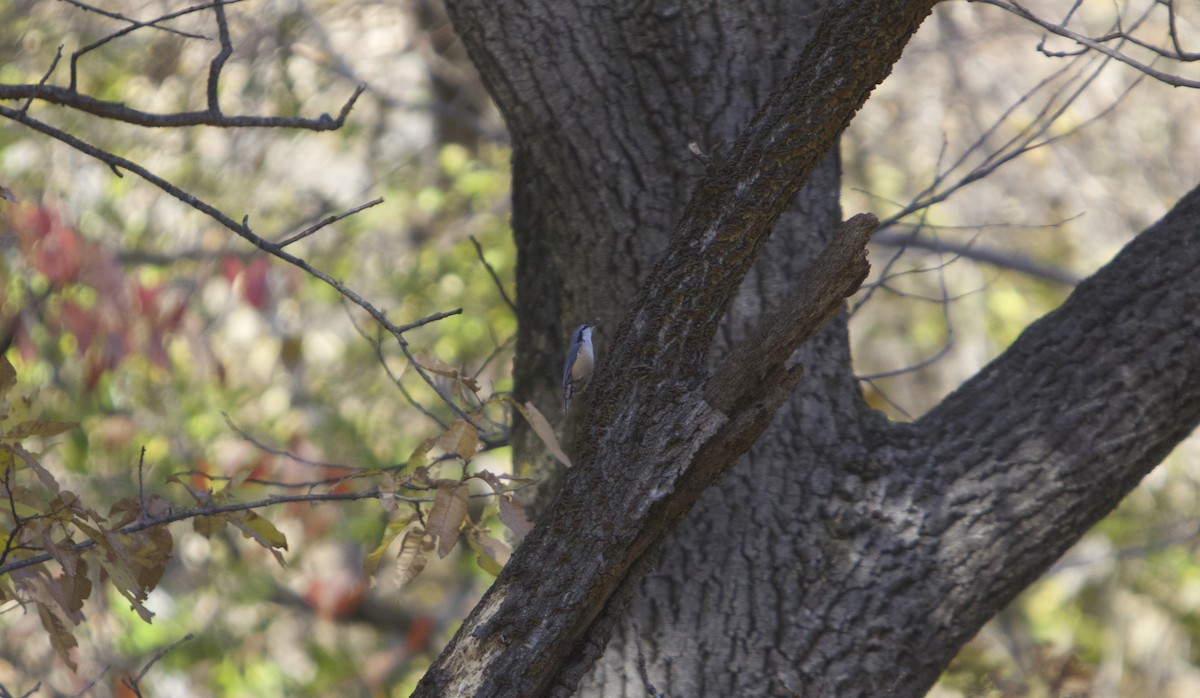 Garrapo eurasiarra - ML645491364