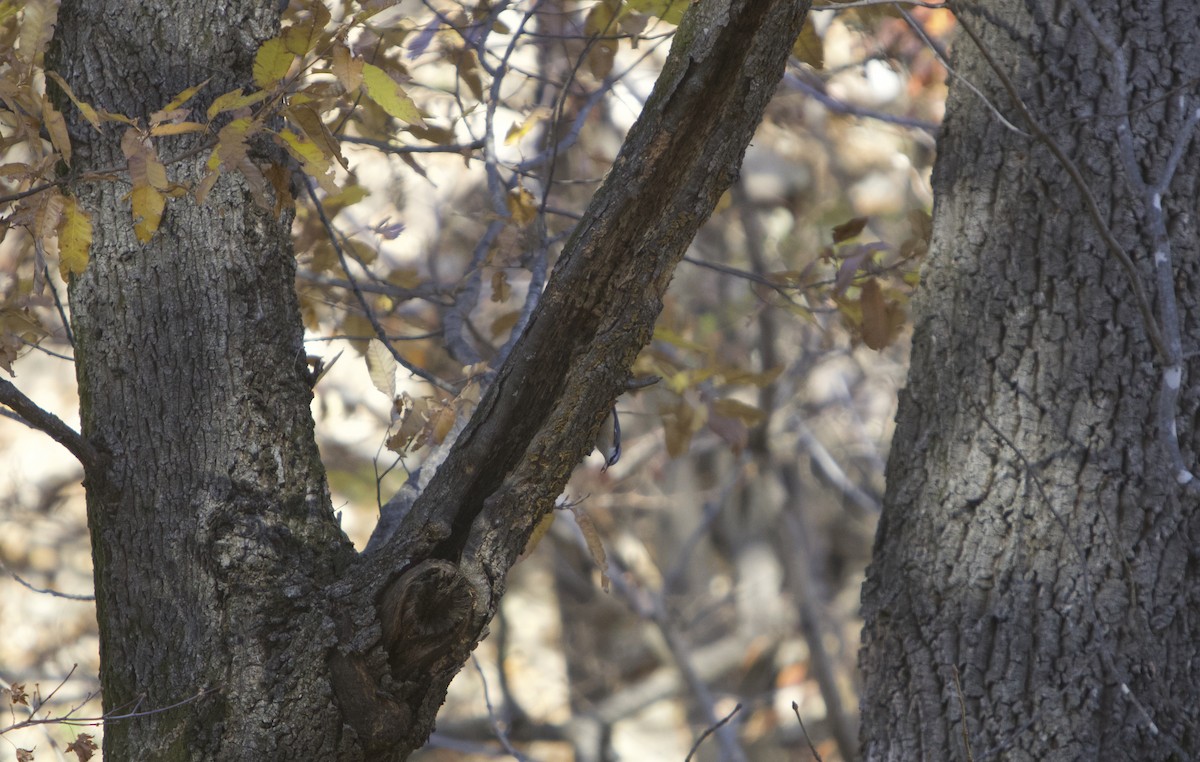 Garrapo eurasiarra - ML645491365