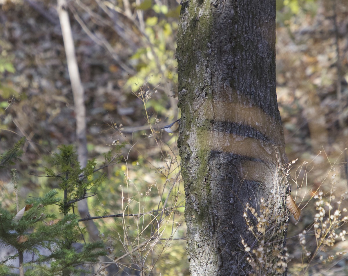 Garrapo eurasiarra - ML645491366