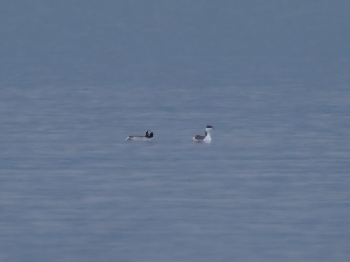 Красношейная поганка - ML645491367