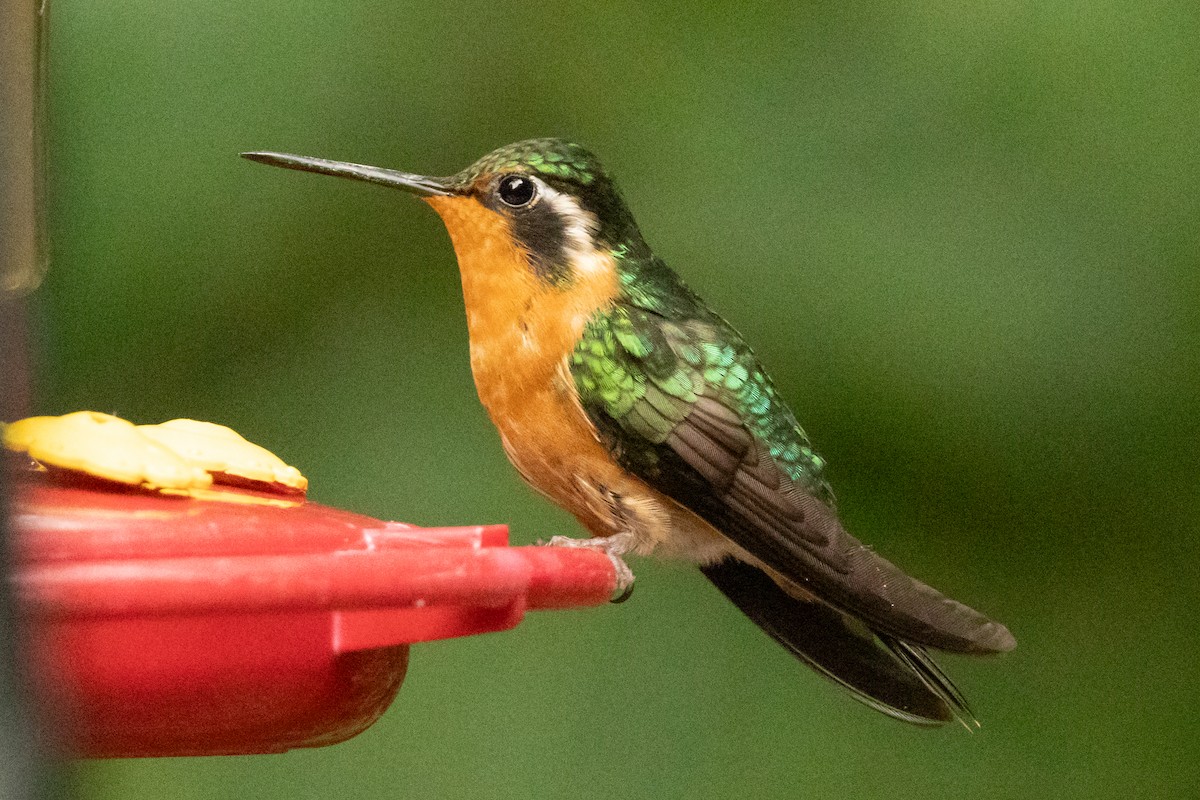 Purple-throated Mountain-gem - ML645491371