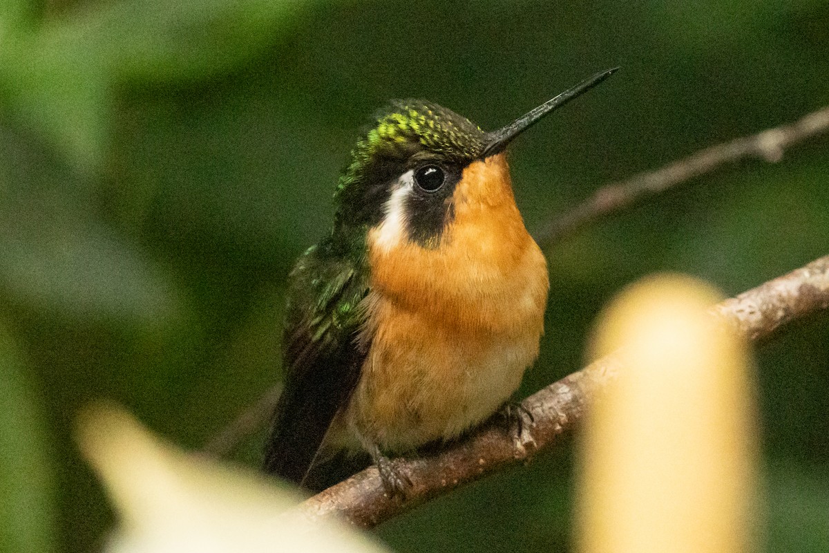 Purple-throated Mountain-gem - ML645491372