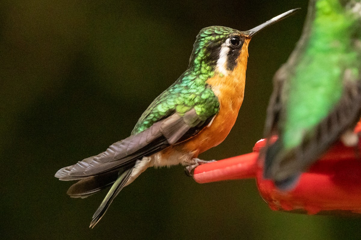 Purple-throated Mountain-gem - ML645491373