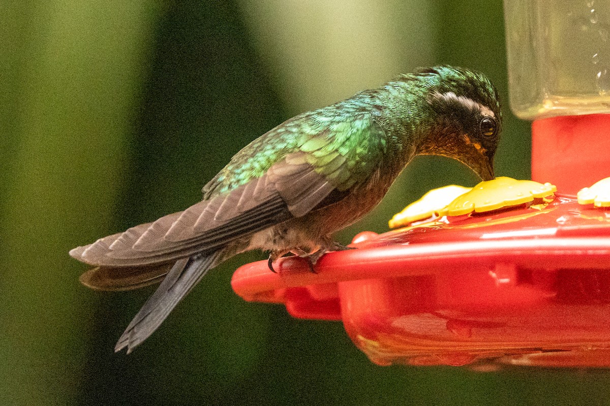 Purple-throated Mountain-gem - ML645491374