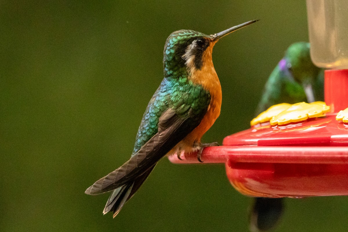 Purple-throated Mountain-gem - ML645491375