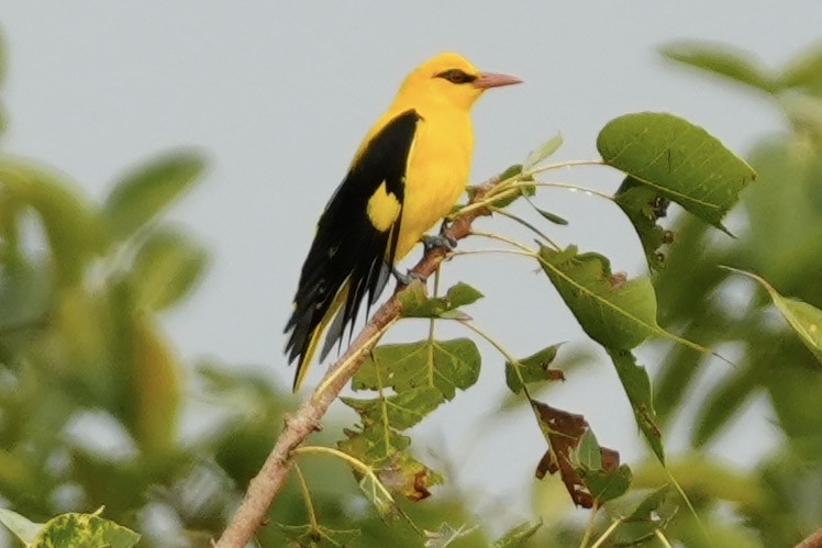 Indian Golden Oriole - ML645491376