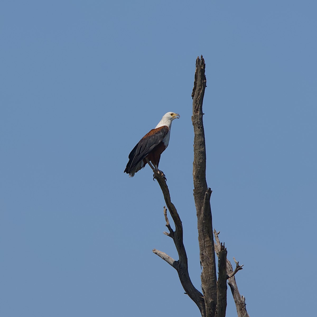 flodørn - ML645491378