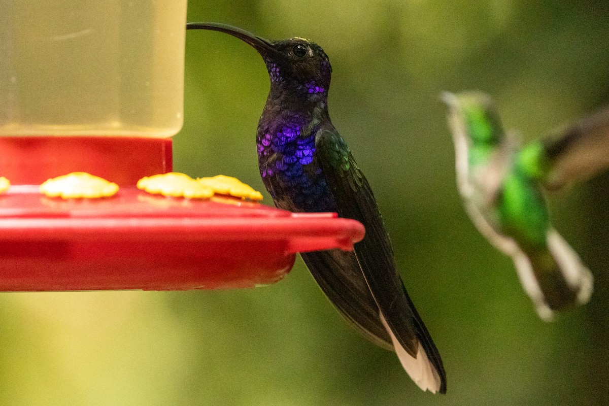 Violet Sabrewing - ML645491387