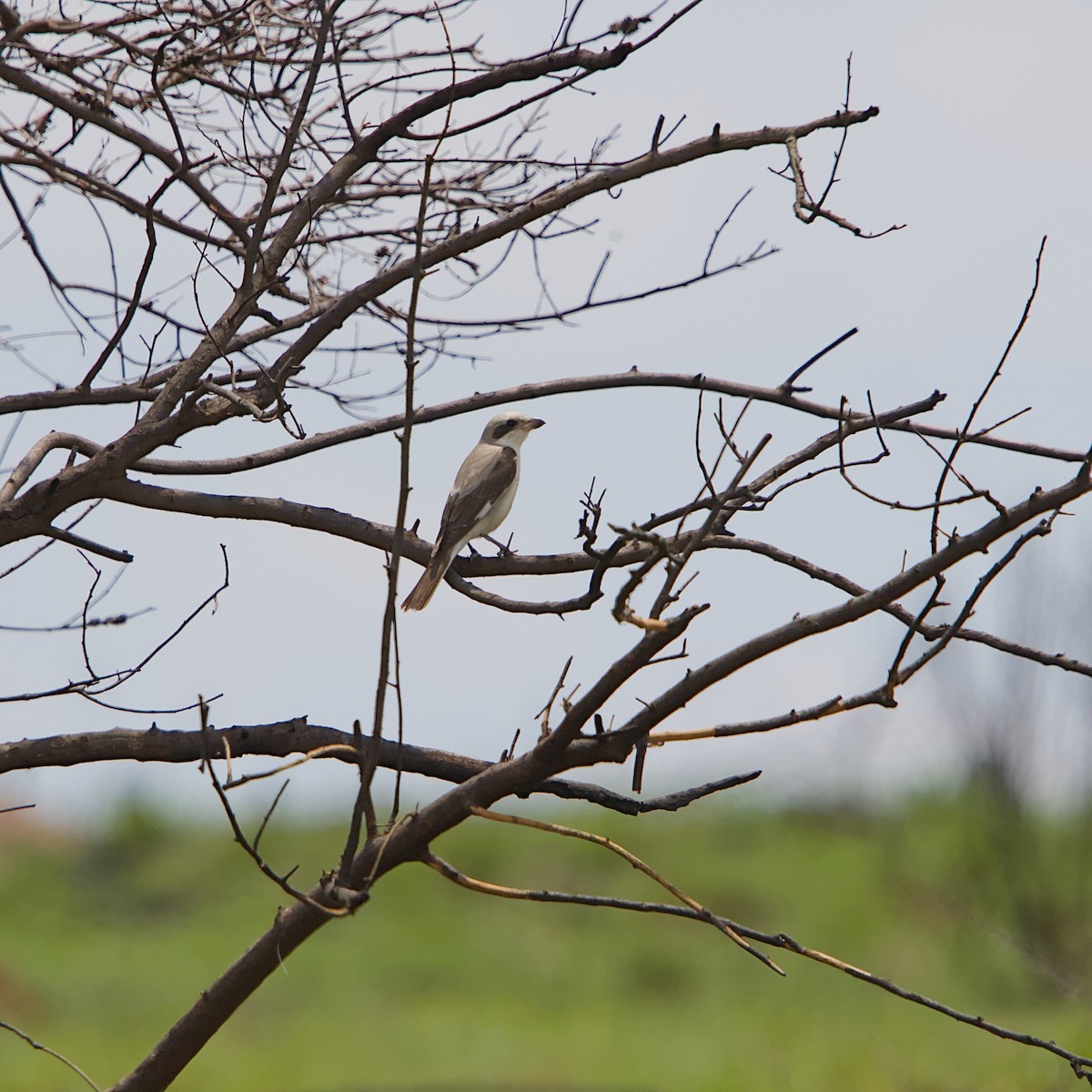 Чернолобый сорокопут - ML645491388