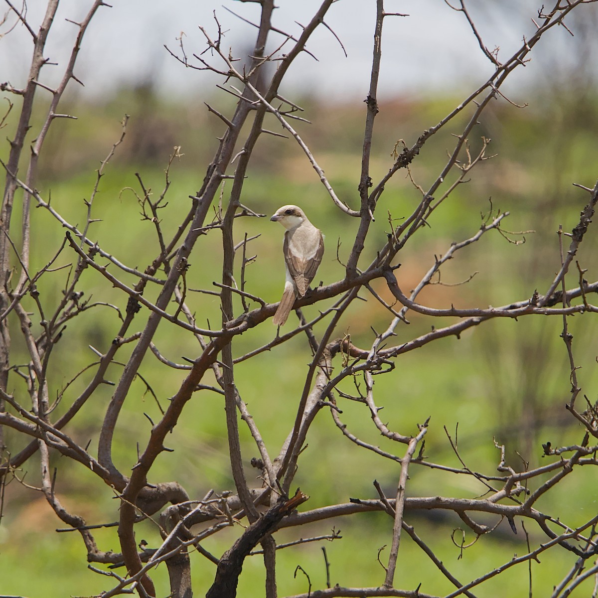Чернолобый сорокопут - ML645491389
