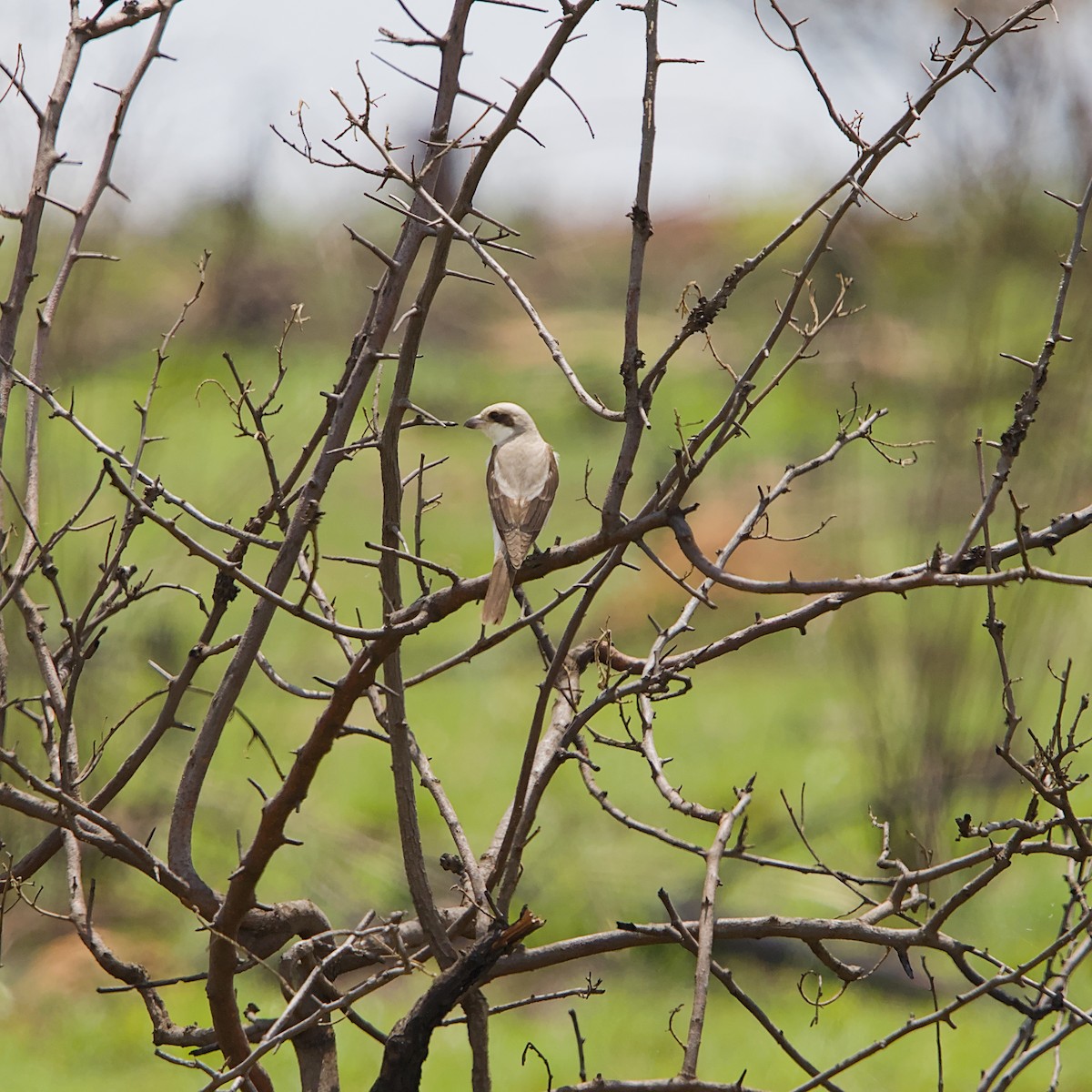 Чернолобый сорокопут - ML645491390