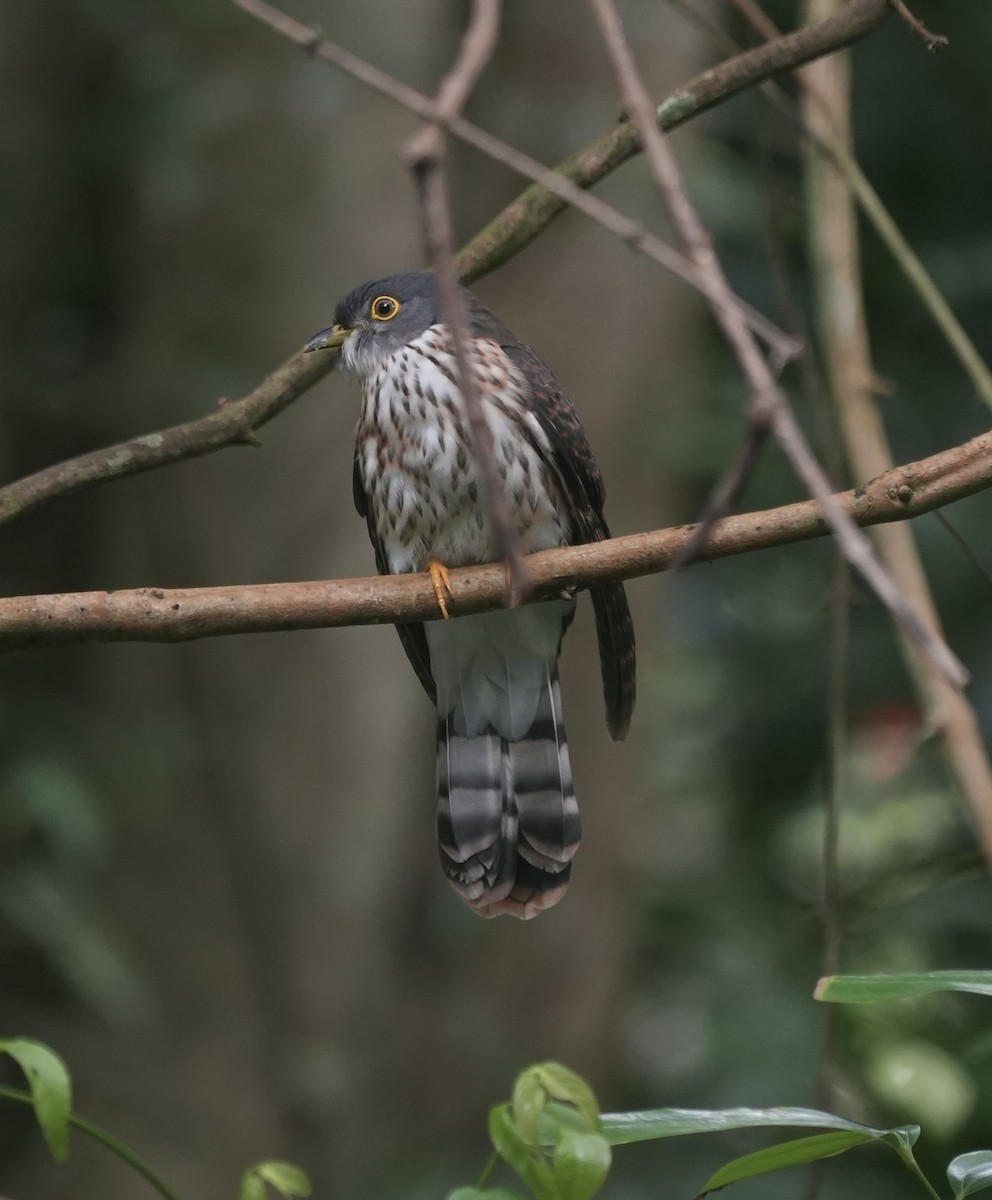 Hodgson's Hawk-Cuckoo - ML645491392