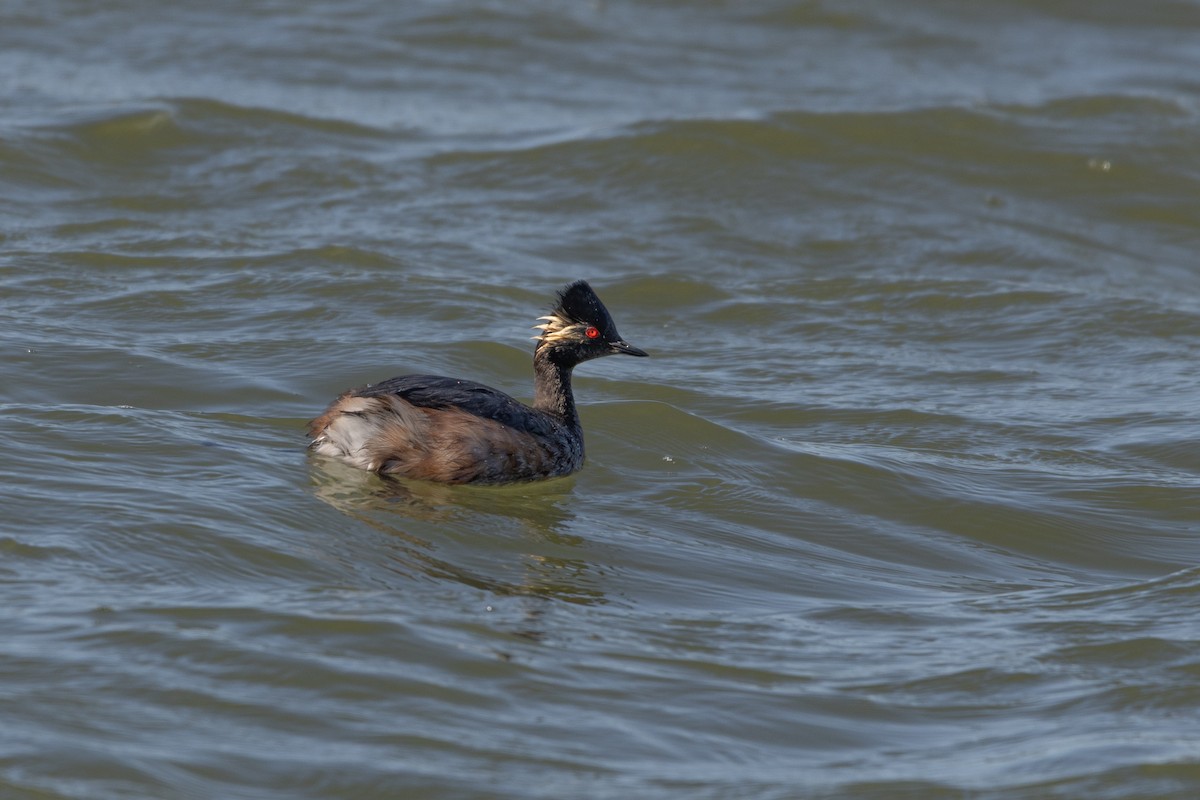 Eared Grebe - ML645491394