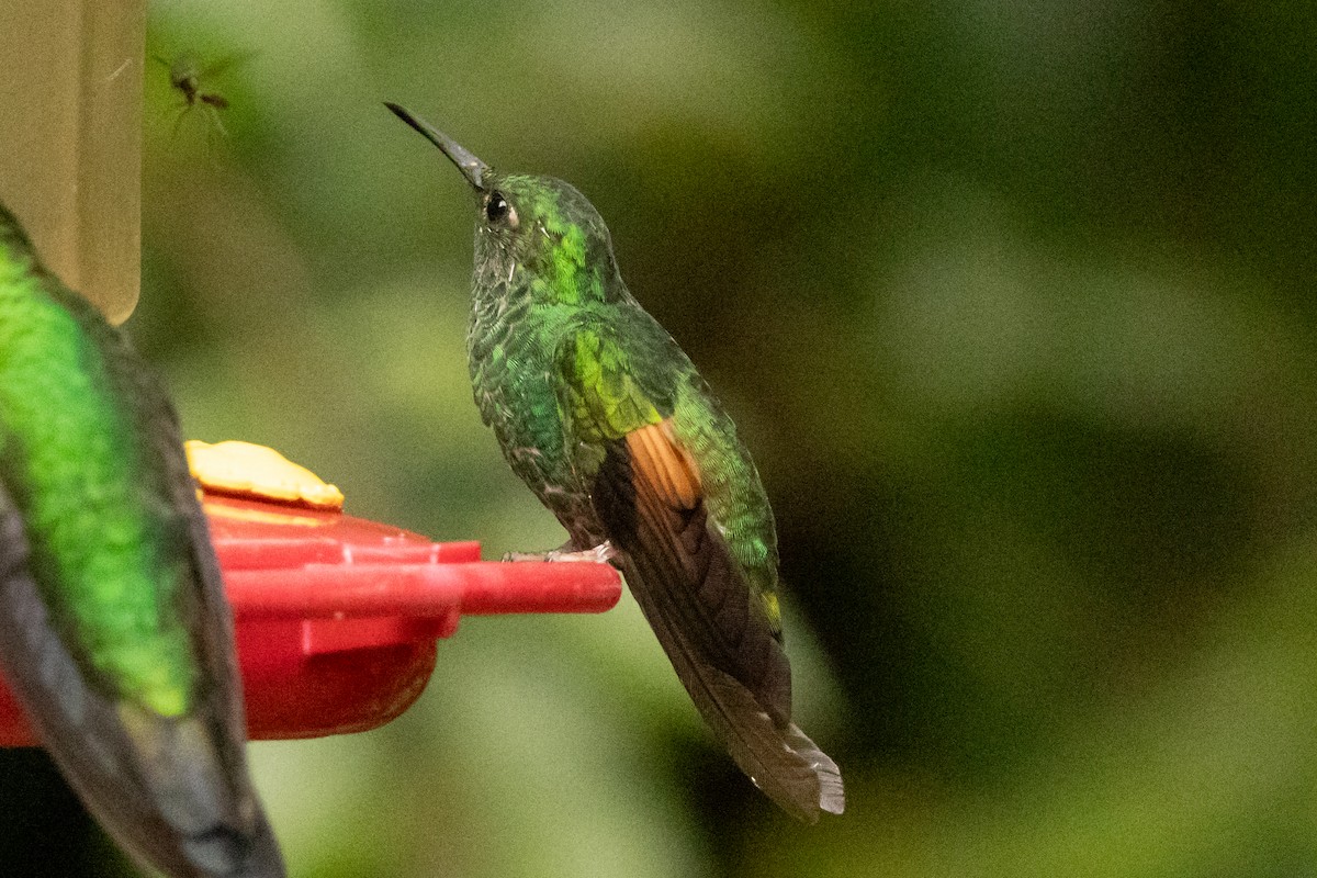 Stripe-tailed Hummingbird - ML645491396