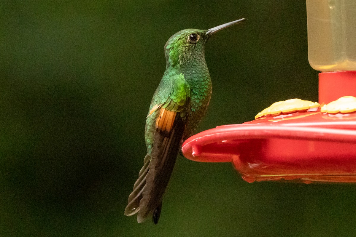 Stripe-tailed Hummingbird - ML645491397