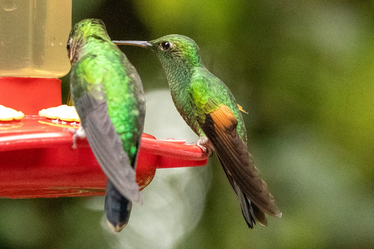 Stripe-tailed Hummingbird - ML645491398