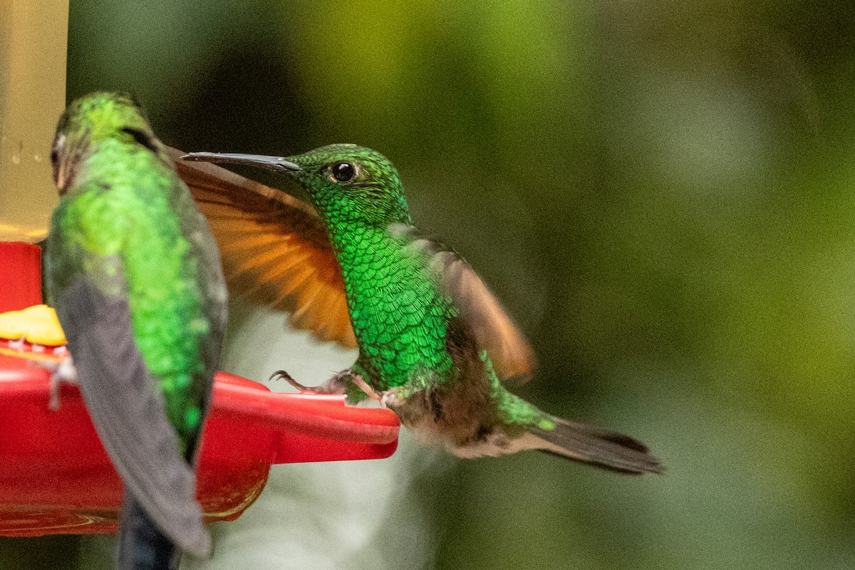 Stripe-tailed Hummingbird - ML645491399