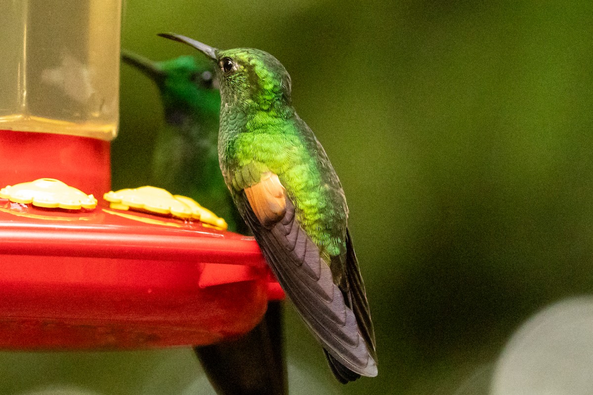 Stripe-tailed Hummingbird - ML645491400