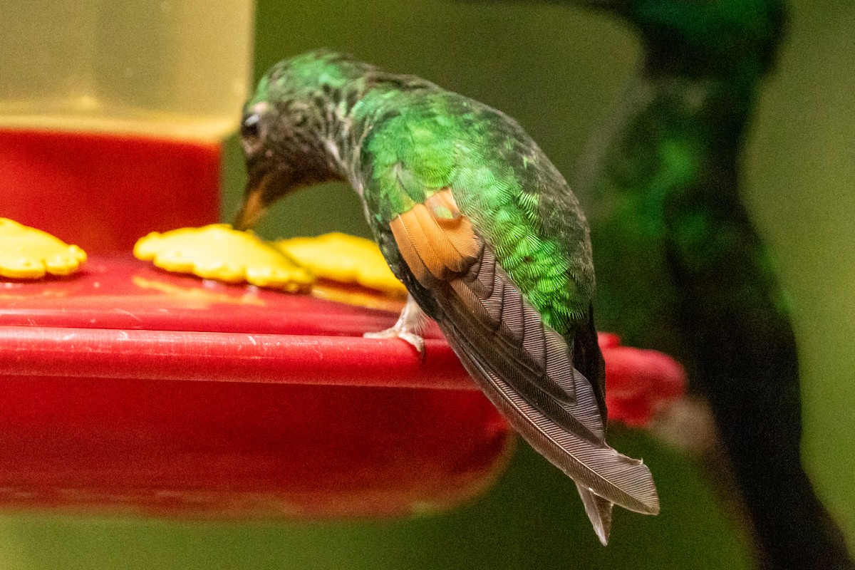 Stripe-tailed Hummingbird - ML645491401