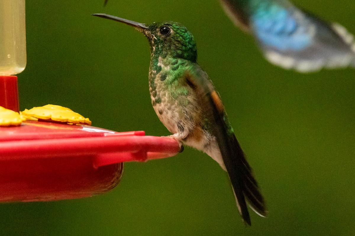 Stripe-tailed Hummingbird - ML645491402