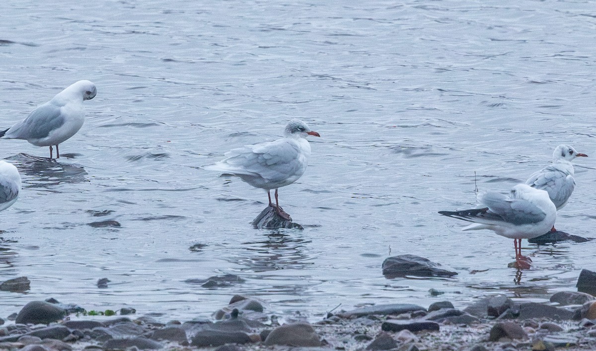 Mediterranean Gull - ML645491408