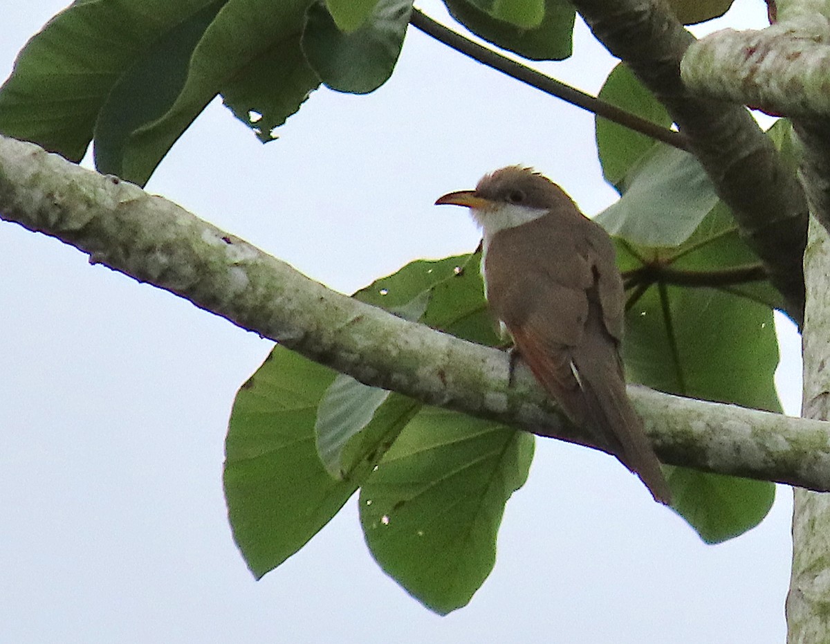 Yellow-billed Cuckoo - ML645491412