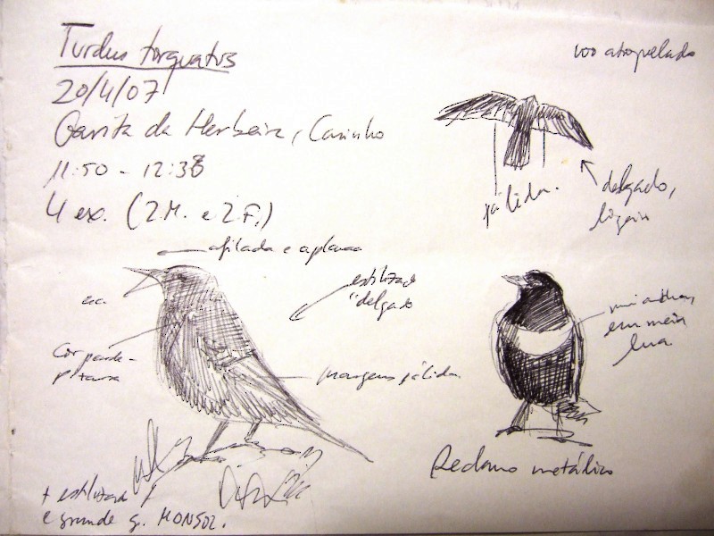 Ring Ouzel - ML645491415