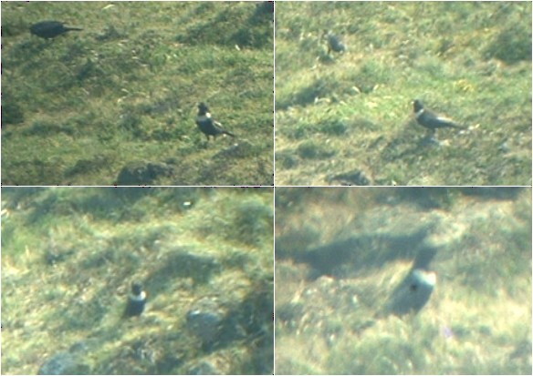 Ring Ouzel - ML645491416