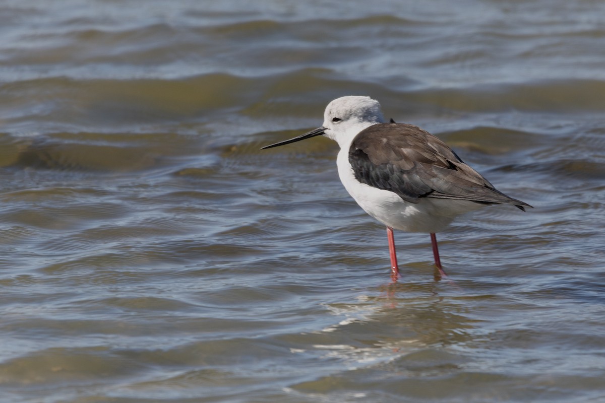 Black-winged Stilt - ML645491418