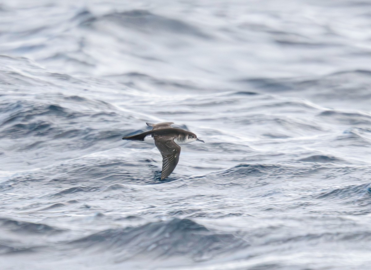Manx Shearwater - ML645491420