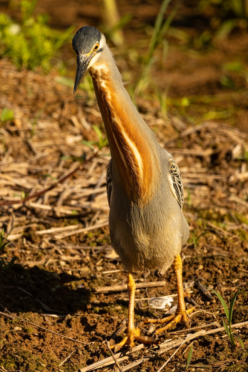 Striated Heron - ML645491434