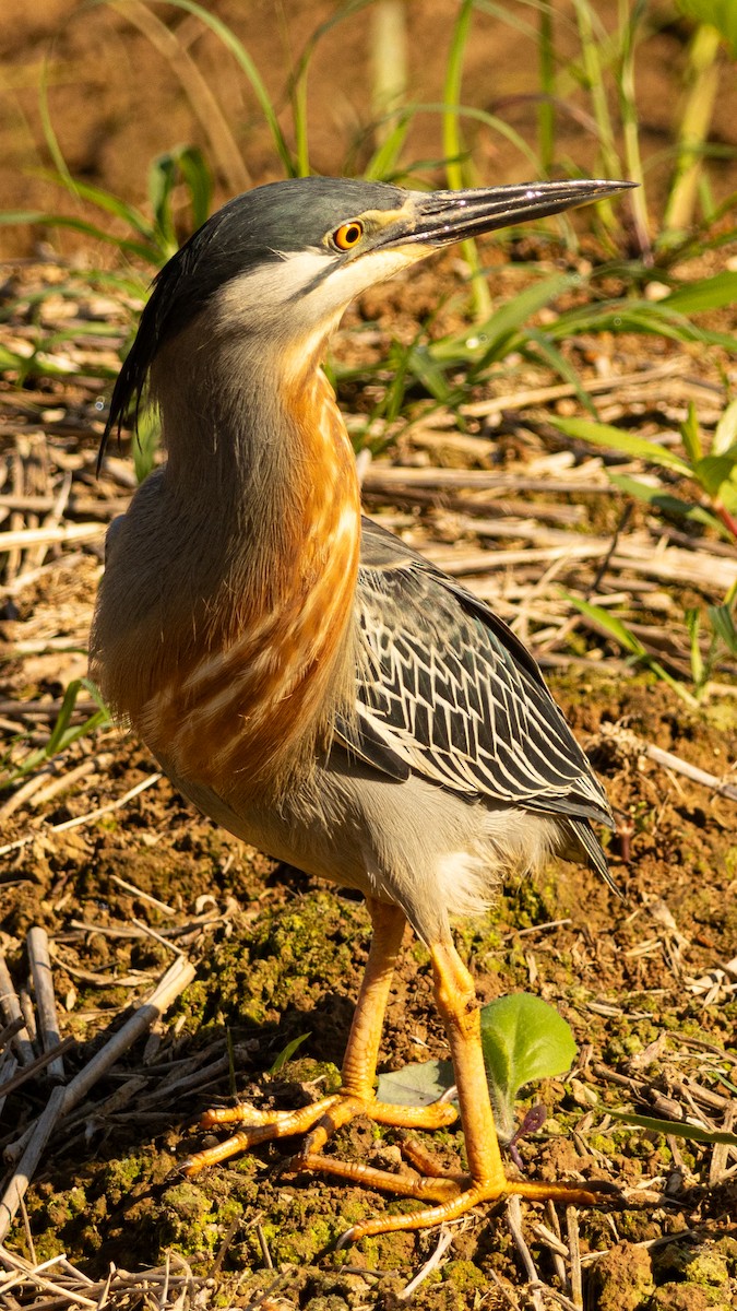 Striated Heron - ML645491435