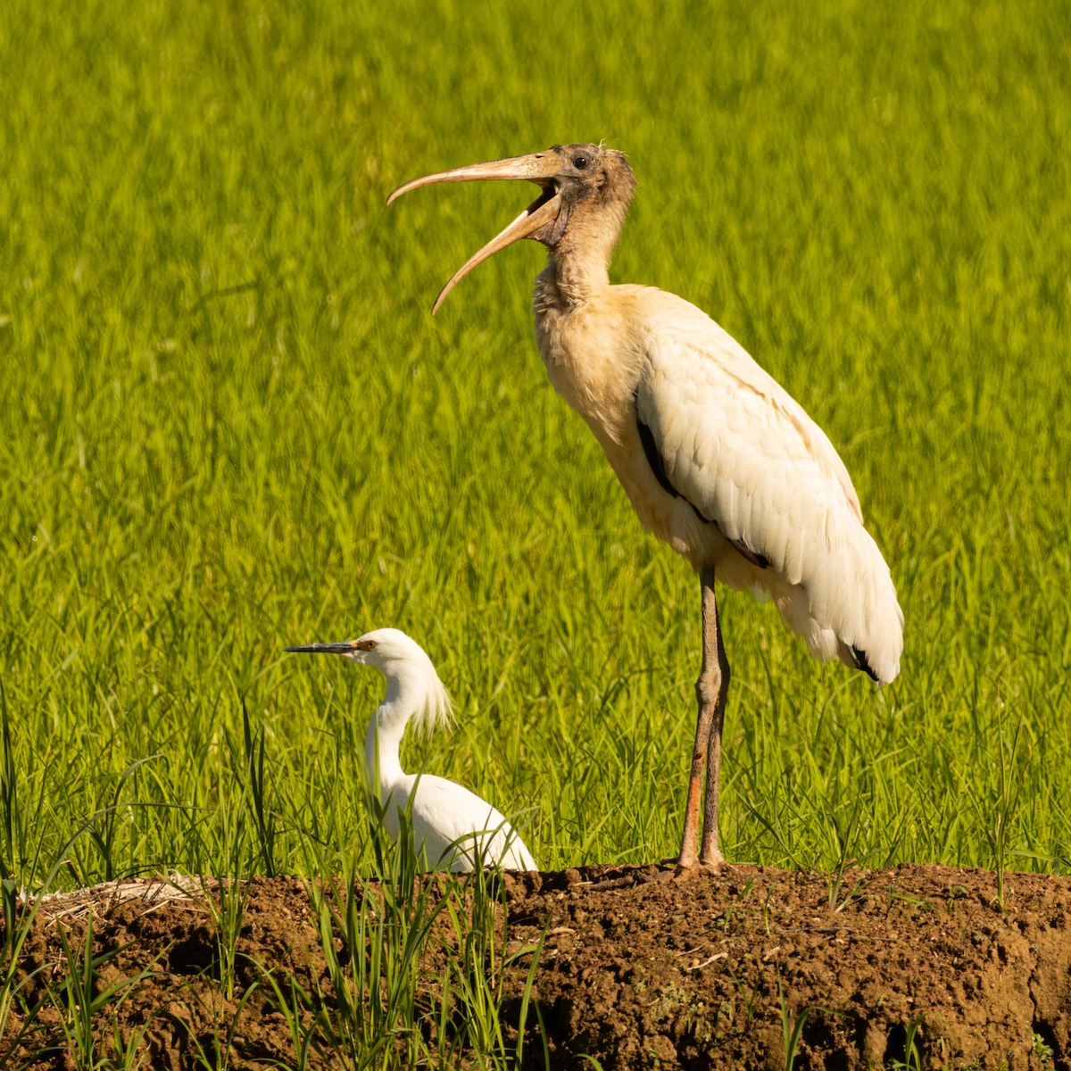 Wood Stork - ML645491443