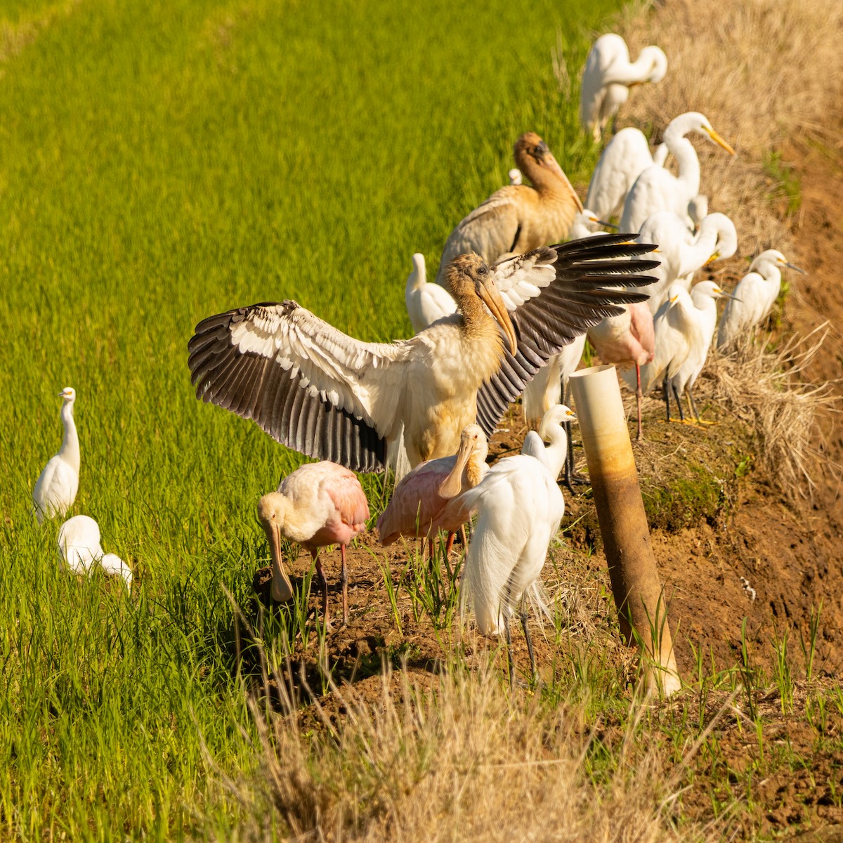 Wood Stork - ML645491444