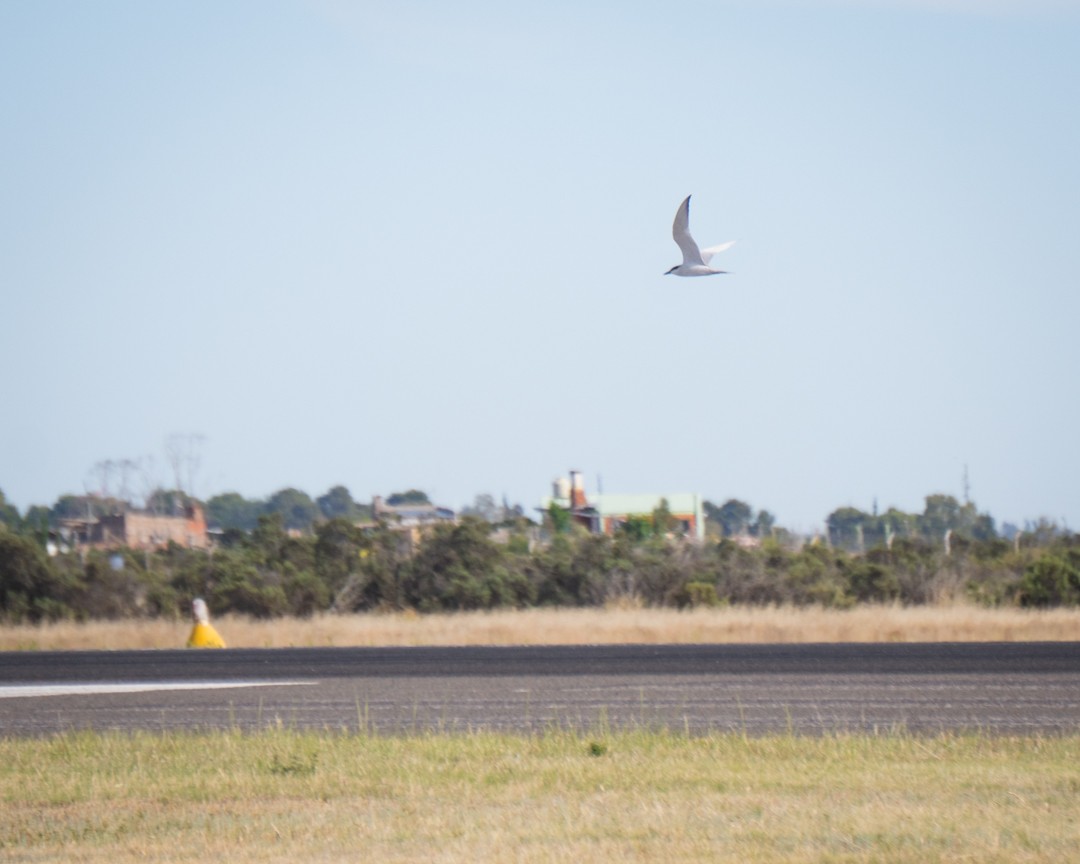 Sterna sp. - ML645491474