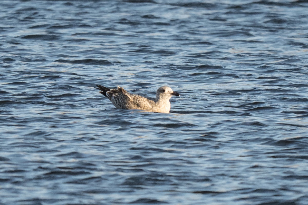 Zafferano - ML645491495