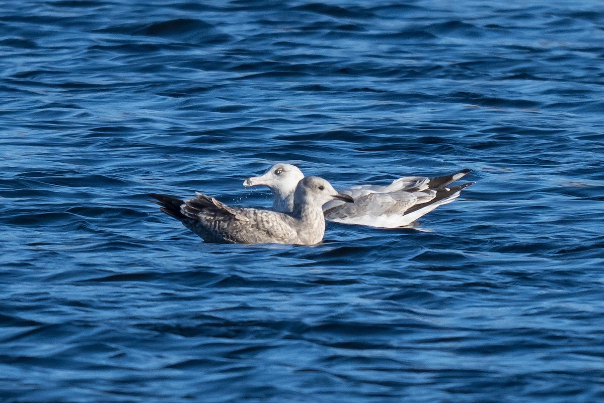 Zafferano - ML645491496