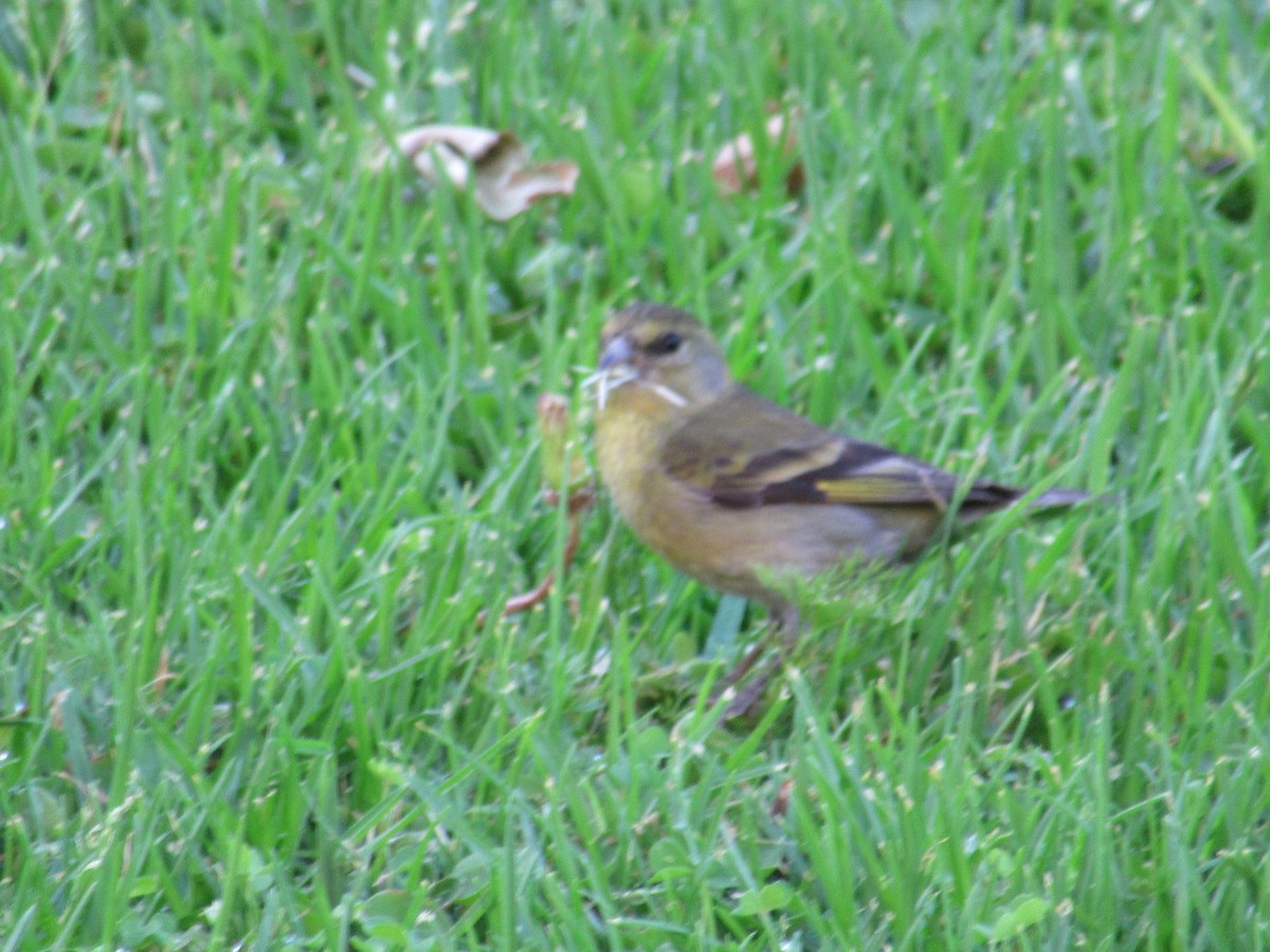 čížek vousatý - ML645491503