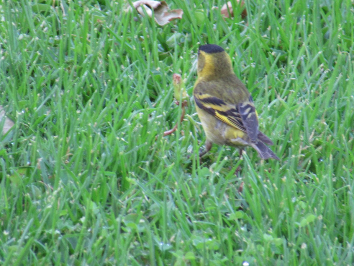 čížek vousatý - ML645491504