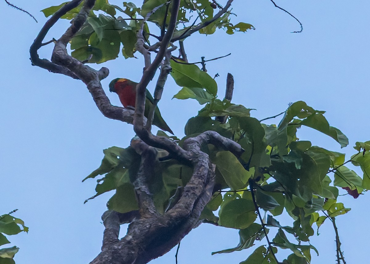 rødskjeggfikenpapitt - ML645491509