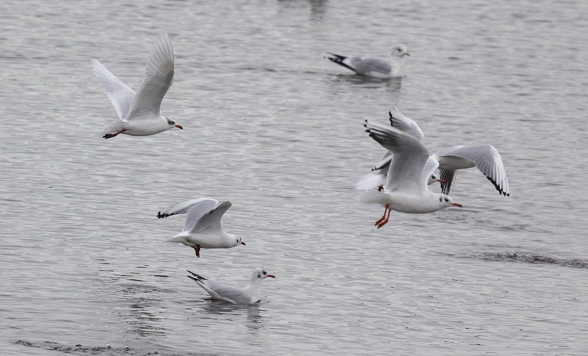 Mediterranean Gull - ML645491510